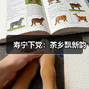 寿宁下党：茶乡飘新韵（图3）
