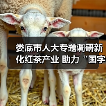 娄底市人大专题调研新化红茶产业 助力“国字号”龙头企业月光茶业高质量发展(图1) 娄底市人大专题调研新化红茶产业 助力“国字号”龙头企业月光茶业高质量发展(图1)