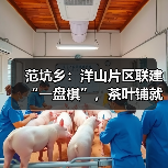 范坑乡:洋山片区联建“一盘棋”,茶叶铺就共富路(图2) 范坑乡:洋山片区联建“一盘棋”,茶叶铺就共富路(图2)