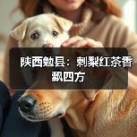 陕西勉县:刺梨红茶香飘四方(图2) 陕西勉县:刺梨红茶香飘四方(图2)
