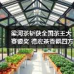 梁河茶斩获全国茶王大赛银奖 德宏茶香飘四方(图2) 梁河茶斩获全国茶王大赛银奖 德宏茶香飘四方(图2)
