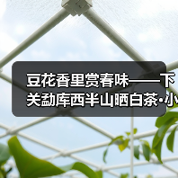 豆花香里赏春味——下关勐库西半山晒白茶·小枕块(图3) 豆花香里赏春味——下关勐库西半山晒白茶·小枕块(图3)