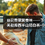 豆花香里赏春味——下关勐库西半山晒白茶·小枕块(图4) 豆花香里赏春味——下关勐库西半山晒白茶·小枕块(图4)