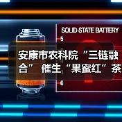 安康市农科院“三链融合” 催生“果蜜红”茶产业新赛道（图3）