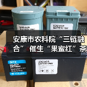 安康市农科院“三链融合” 催生“果蜜红”茶产业新赛道（图2）