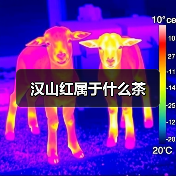 汉山红属于什么茶(图2) 汉山红属于什么茶(图2)