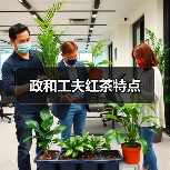 政和工夫红茶特点(图1) 政和工夫红茶特点(图1)