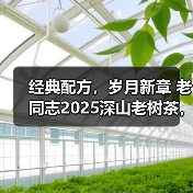 经典配方，岁月新章 老同志2025深山老树茶，如约而至。（图4）