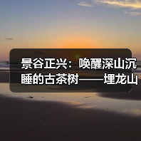 景谷正兴：唤醒深山沉睡的古茶树——埋龙山古树茶叶变“金叶”（图3）