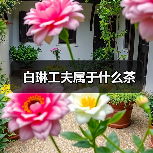 白琳工夫属于什么茶(图2) 白琳工夫属于什么茶(图2)
