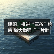 建阳:推进“三茶”统筹 做大做强“一片叶”(图2) 建阳:推进“三茶”统筹 做大做强“一片叶”(图2)
