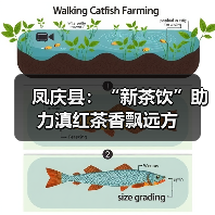 凤庆县：“新茶饮”助力滇红茶香飘远方（图3）