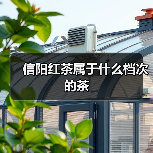信阳红茶属于什么档次的茶（图3）