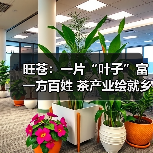旺苍：一片“叶子”富一方百姓 茶产业绘就乡村振兴新图景（图1）