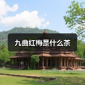 九曲红梅是什么茶(图1) 九曲红梅是什么茶(图1)