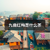 九曲红梅是什么茶(图2) 九曲红梅是什么茶(图2)