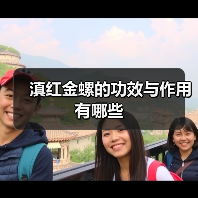 滇红金螺的功效与作用有哪些(图2) 滇红金螺的功效与作用有哪些(图2)