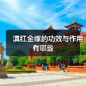 滇红金螺的功效与作用有哪些(图3) 滇红金螺的功效与作用有哪些(图3)