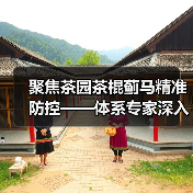 聚焦茶园茶棍蓟马精准防控——体系专家深入宜宾茶区调研指导（图4）