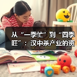 从“一季忙”到“四季旺”：汉中茶产业的资源变革与价值跃升（图1）