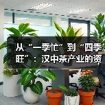 从“一季忙”到“四季旺”：汉中茶产业的资源变革与价值跃升（图4）