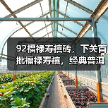 92福禄寿禧砖，下关首批福禄寿禧，经典普洱老生茶（图3）