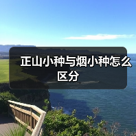 正山小种与烟小种怎么区分(图4) 正山小种与烟小种怎么区分(图4)