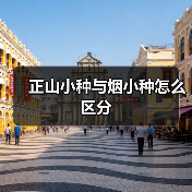正山小种与烟小种怎么区分(图3) 正山小种与烟小种怎么区分(图3)