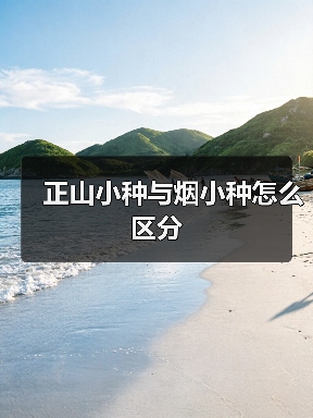 正山小种与烟小种怎么区分(图2) 正山小种与烟小种怎么区分(图2)