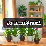政和工夫红茶有哪些（图3）