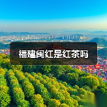 福建闽红是红茶吗（图1）