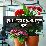 汉山红和金骏梅红茶的档次(图3) 汉山红和金骏梅红茶的档次(图3)
