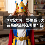 01绿大树，野生系与大益系的区别在哪里？四款茶详细解析（图1）