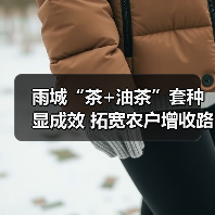 雨城“茶+油茶”套种显成效 拓宽农户增收路(图3) 雨城“茶+油茶”套种显成效 拓宽农户增收路(图3)