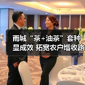 雨城“茶+油茶”套种显成效 拓宽农户增收路(图1) 雨城“茶+油茶”套种显成效 拓宽农户增收路(图1)