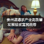 贵州湄潭茶产业高质量发展绘就富民画卷(图3) 贵州湄潭茶产业高质量发展绘就富民画卷(图3)