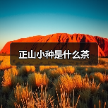 正山小种是什么茶(图3) 正山小种是什么茶(图3)