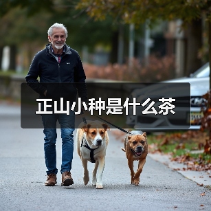 正山小种是什么茶(图2) 正山小种是什么茶(图2)