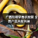 广西引领早春茶发展 全国产区共聚共谋(图1) 广西引领早春茶发展 全国产区共聚共谋(图1)