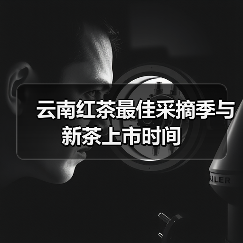 云南红茶最佳采摘季与新茶上市时间(图4) 云南红茶最佳采摘季与新茶上市时间(图4)