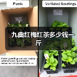 九曲红梅红茶多少钱一斤（图2）