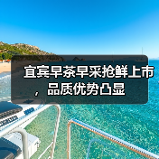 宜宾早茶早采抢鲜上市，品质优势凸显（图1）