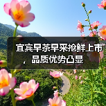 宜宾早茶早采抢鲜上市，品质优势凸显（图2）