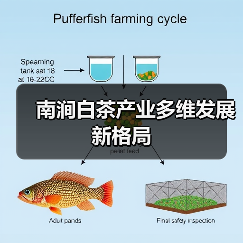 南涧白茶产业多维发展新格局(图4) 南涧白茶产业多维发展新格局(图4)