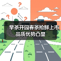早茶开园春茶抢鲜上市 品质优势凸显（图3）