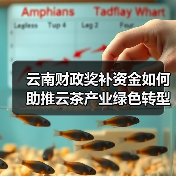 云南财政奖补资金如何助推云茶产业绿色转型？（图1）