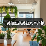 英德红茶英红九号产地（图4）