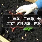 “一年茶,三年药,七年宝”这种说法,你怎么看?(图3) “一年茶,三年药,七年宝”这种说法,你怎么看?(图3)