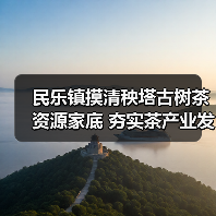 民乐镇摸清秧塔古树茶资源家底 夯实茶产业发展根基(图3) 民乐镇摸清秧塔古树茶资源家底 夯实茶产业发展根基(图3)
