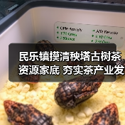 民乐镇摸清秧塔古树茶资源家底 夯实茶产业发展根基(图4) 民乐镇摸清秧塔古树茶资源家底 夯实茶产业发展根基(图4)